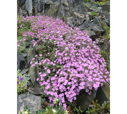 Семена Мыльнянка (Сапонария), 0,2 г. Семена Мыльнянка (Сапонария), 0,2 г.