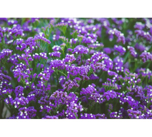 Семена Статица Симфония, 0,2 г.