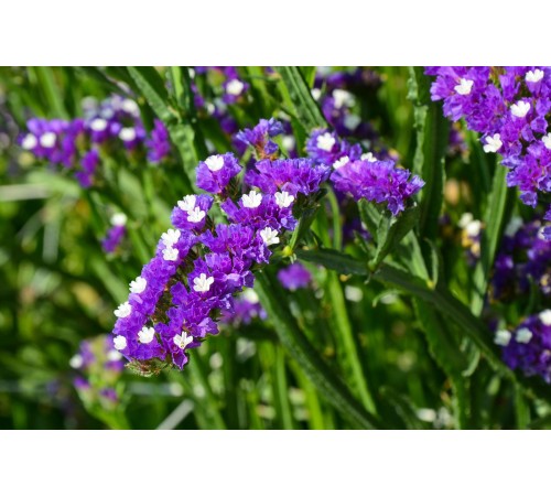 Семена Статица Симфония, 0,2 г.