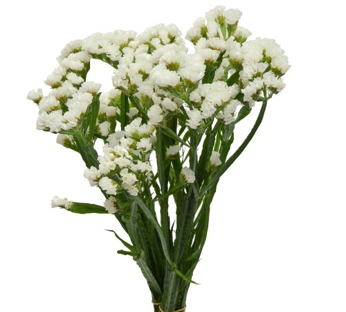 Семена Статица Айсберг, 0,2 г. Семена Статица Айсберг, 0,2 г.