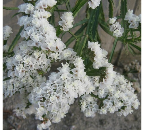 Семена Статица Айсберг, 0,2 г. Семена Статица Айсберг, 0,2 г.
