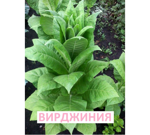 Семена Табак Вирджиния, курительный, 0,1 г. Семена Табак Вирджиния, курительный, 0,1 г.