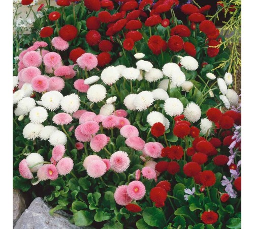 Семена Маргаритка Помпонная, смесь, 0,05 г.