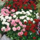 Семена Маргаритка Помпонная, смесь, 0,05 г.