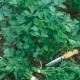 Семена Эконом пак. - Петрушка Гигантелла, листовая, 20 г.