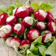 Семена Эконом пак. - Редис Красный с белым кончиком, 20 г.