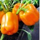 Семена Перец сл. Калифорнийское чудо оранжевое, 0,25 г. ОС