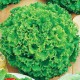 Семена Эконом пак. - Салат Одесский кучерявец, листовой, 5 г.