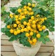 Семена Томат Балконное чудо золотое, 0,1 г.