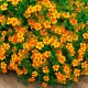 Семена Бархатцы Карина, мексиканские, 0,1 г.