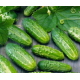 Семена Эконом пак. - Огурец Кустовой, 5 г.