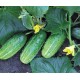 Семена Эконом пак. - Огурец Кустовой, 5 г.