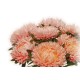 Семена Астра Янина, пионовидная, 0,25 г.