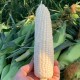 Семена Эконом пак. - Кукуруза Суперсладкая F1, 15 г.