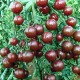 Семена Томат Черри чёрный, 0,1 г.