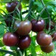 Семена Томат Черри чёрный, 0,1 г.