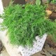 Семена Укроп Кустовой, 3 г.