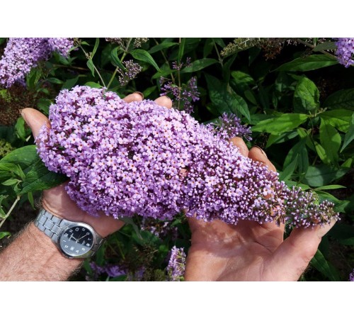 Семена Буддлея Давида, смесь, 0,05 г. Семена Буддлея Давида, смесь, 0,05 г.