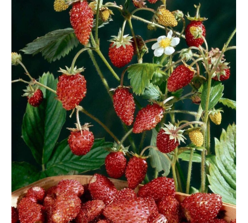 Семена Земляника Рюген, 0,1 г. Семена Земляника Рюген, 0,1 г.