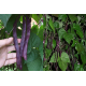 Семена Эконом пак. - Фасоль Блаухильде, спаржевая, 15 г.