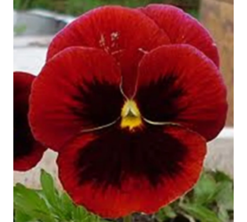 Семена Виола Кардинал, 0,05 г. Семена Виола Кардинал, 0,05 г.