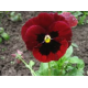 Семена Виола Кардинал, 0,05 г.