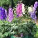 Семена Дельфиниум Низкорослый, смесь, 0,2 г.