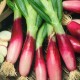 Семена Лук батун Красный Дракон 0,25 г.
