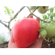 Семена Томат Розовый шлем, 0,1 г.