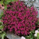 Семена Лобелия Рубиновый каскад, ампельная, 0,05 г.