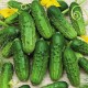 Семена Эконом пак. - Огурец Засолочный, 5 г. ОС