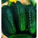 Семена Эконом пак. - Огурец Кустовой корнишон, 5 г. ОС
