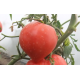 Семена Томат Буденовка красная, 0,1 г.