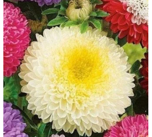 Семена Астра Суприм, помпонная, смесь, 0,25 г. Семена Астра Суприм, помпонная, смесь, 0,25 г.