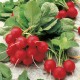 Семена Эконом пак. - Редис Ранний красный, 15 г.