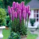Семена Лиатрис Розовый, колосистый, 0,2 г.