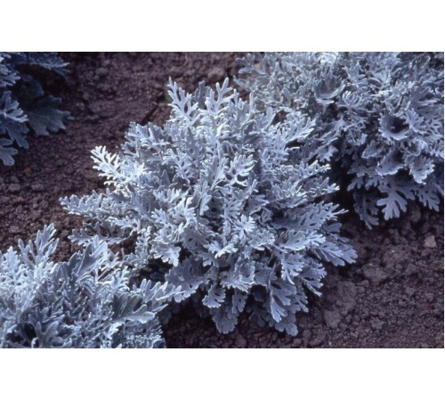 Семена Цинерария Морская, 0,1 г. Семена Цинерария Морская, 0,1 г.