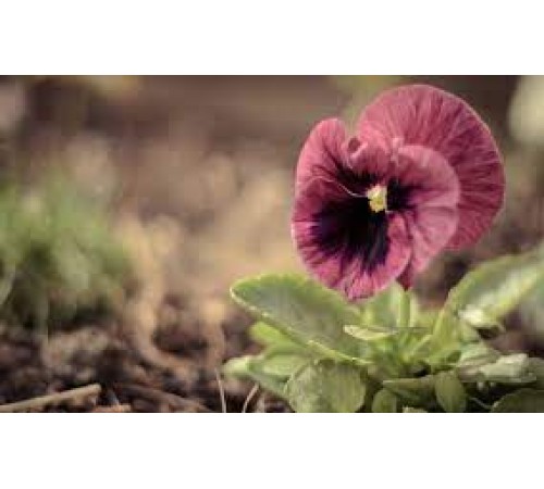 Семена Виола Лаура, 0,05 г. Семена Виола Лаура, 0,05 г.