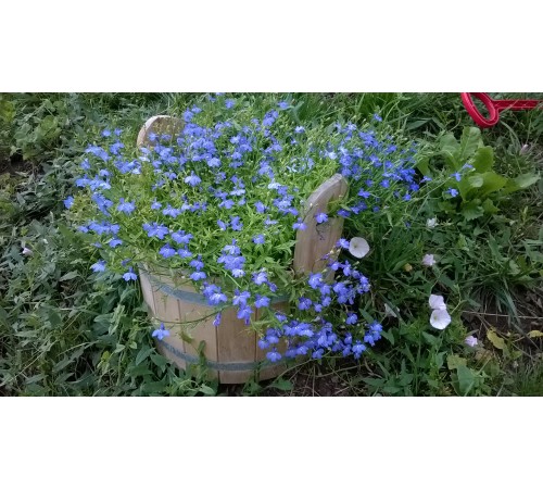 Семена Лобелия Голубой каскад, ампельная, 0,05 г. Семена Лобелия Голубой каскад, ампельная, 0,05 г.