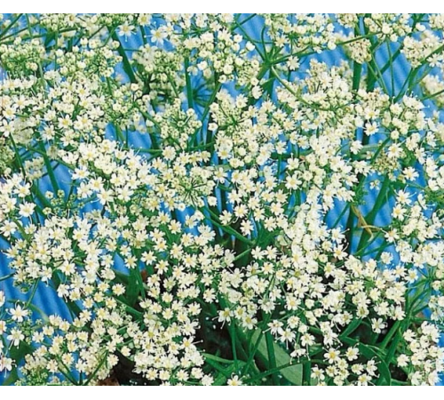 Семена Анис, 0,5 г. Семена Анис, 0,5 г.