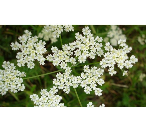 Семена Анис, 0,5 г. Семена Анис, 0,5 г.