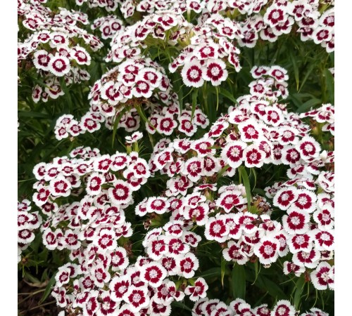 Семена Гвоздика Глори, турецкая, 0,25 г.