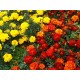 Семена Бархатцы Отклоненные смесь, 0,5 г.