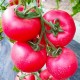 Семена Томат Ожаровский малиновый, 0,1 г.