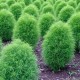 Семена Кохия Летний кипарис, веничная, 0,5 г.