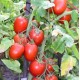 Семена Эконом пак. - Томат Новичок, 2,5 г. ОС