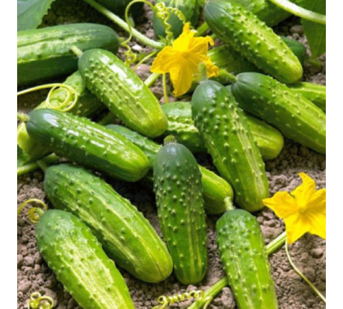 Семена Огурец Парижский корнишон, 1 г. Семена Огурец Парижский корнишон, 1 г.
