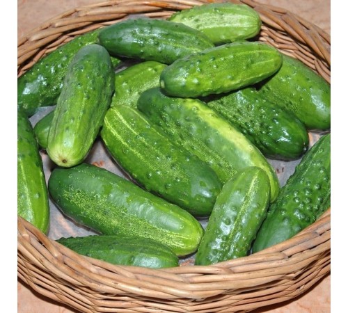 Семена Огурец Парижский корнишон, 1 г. Семена Огурец Парижский корнишон, 1 г.