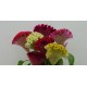 Семена Целозия Букетная смесь, гребенчатая, 0.1 г.