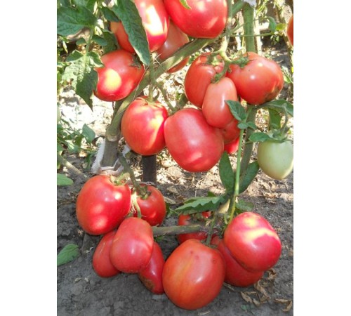 Семена Томат Новичок, 0,1 г. Семена Томат Новичок, 0,1 г.